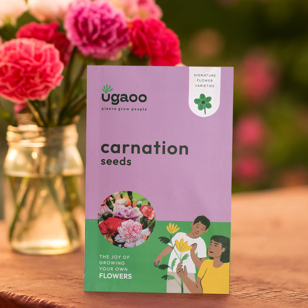 Buy Carnation Seeds Online