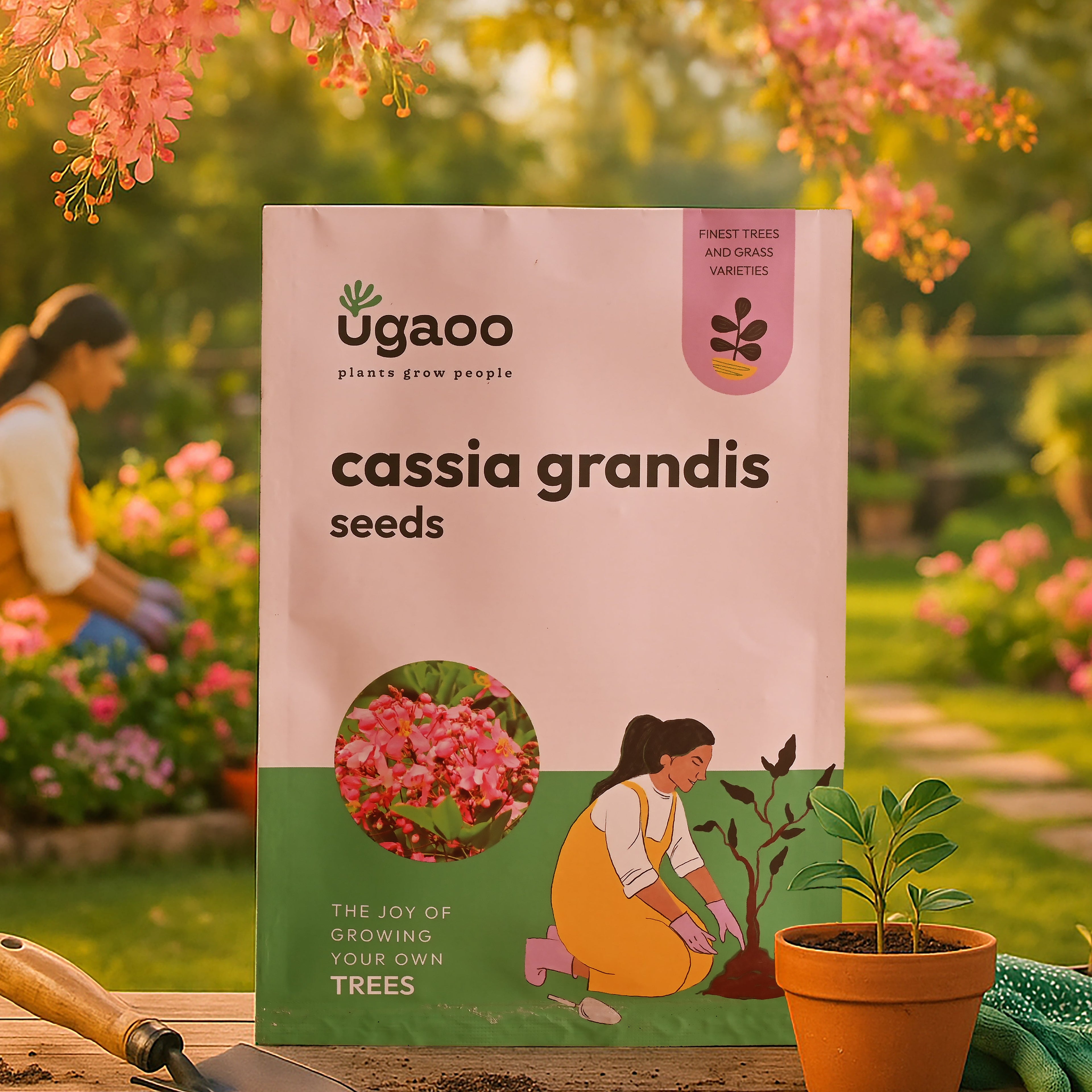 Cassia Grandis Seeds - 100 g