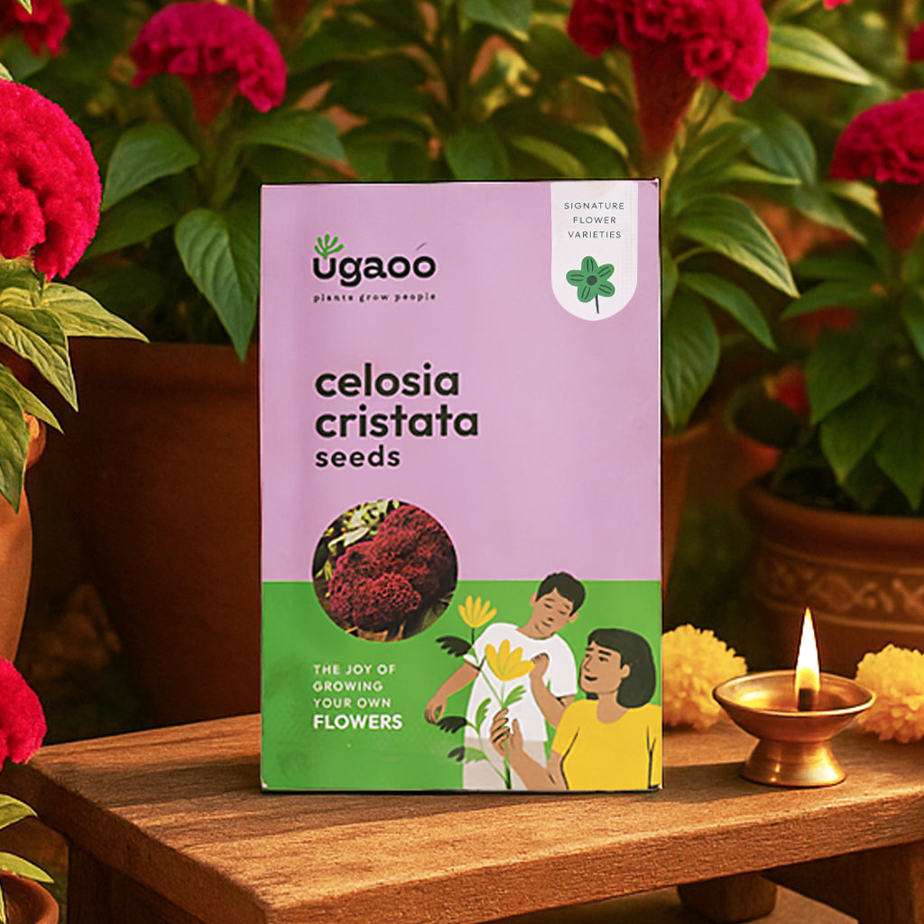 Celosia Cristata Seeds
