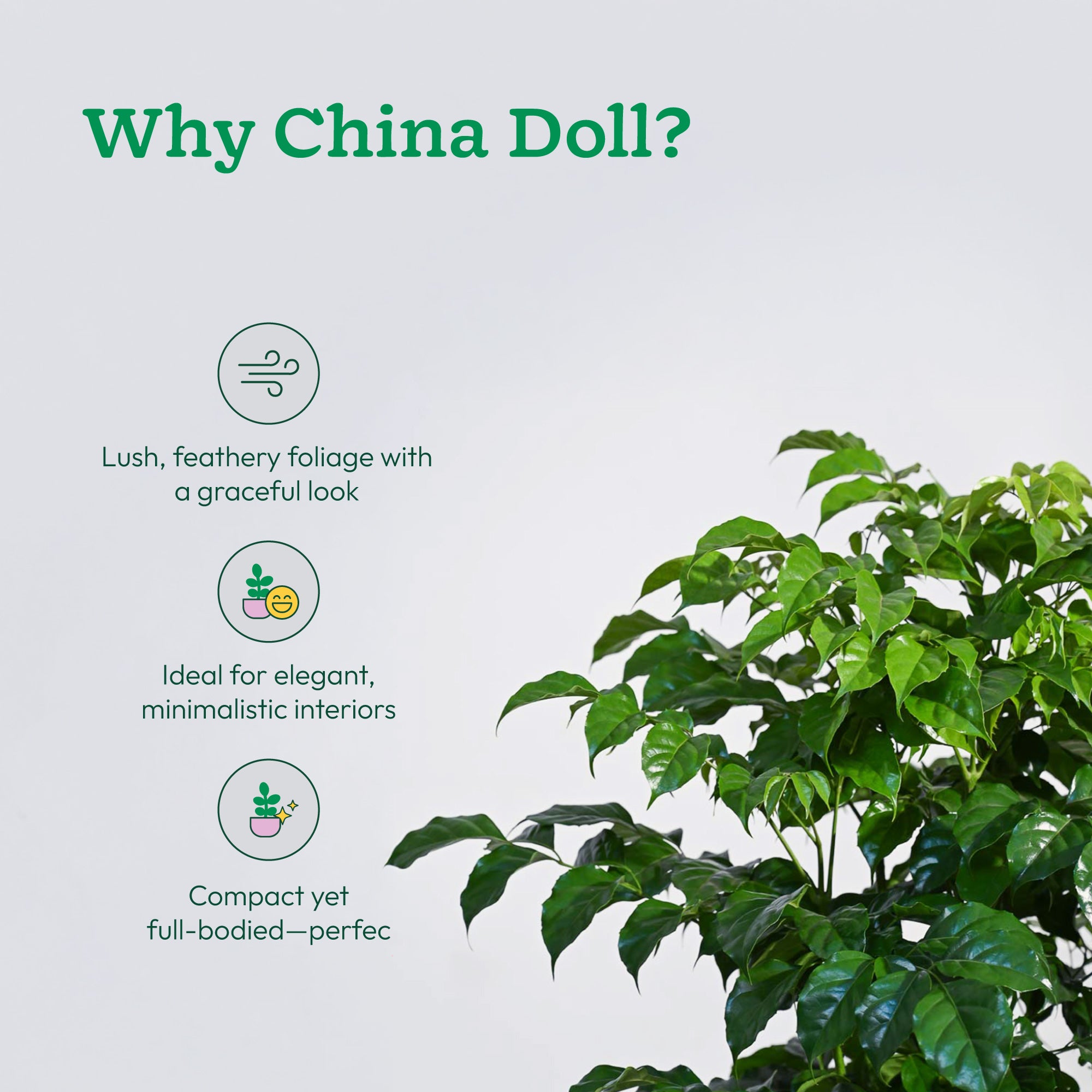 The China Doll Plant - XL
