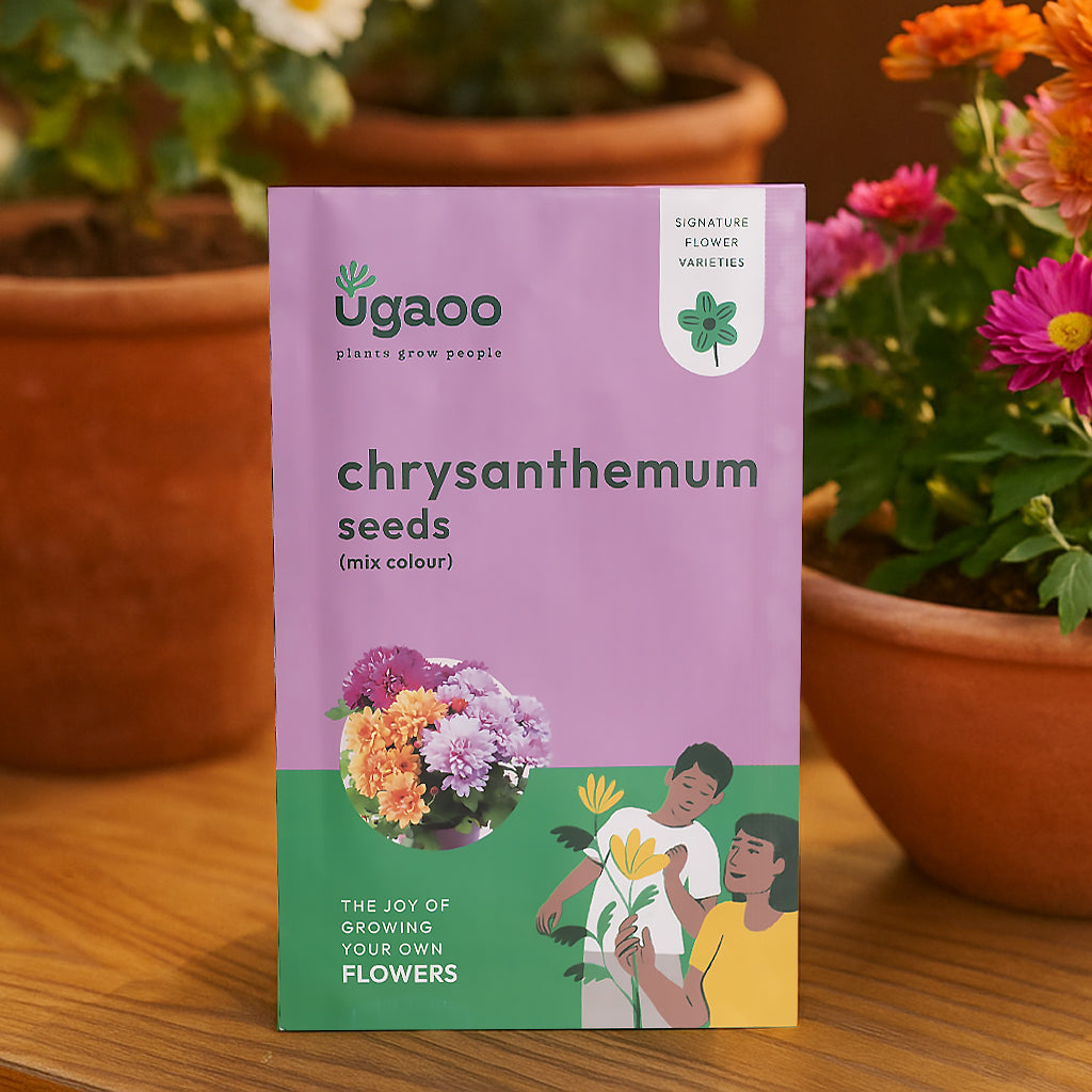 potting mix for chrysanthemum Chrysanthemum Mix Seeds – Ugaoo