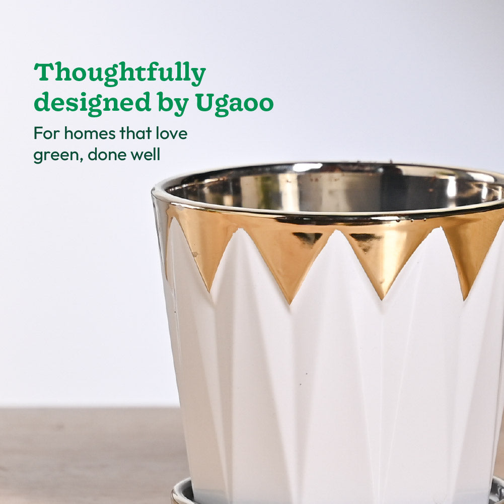 Crown ceramic pot - 5 inch