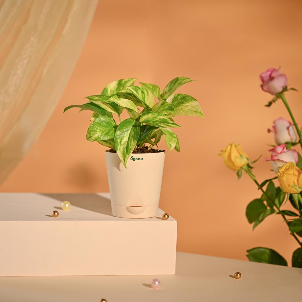 Money Plant Festive New Year Employee Gifting Hamper