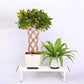Elevate Plant Stand Set of 2 - White