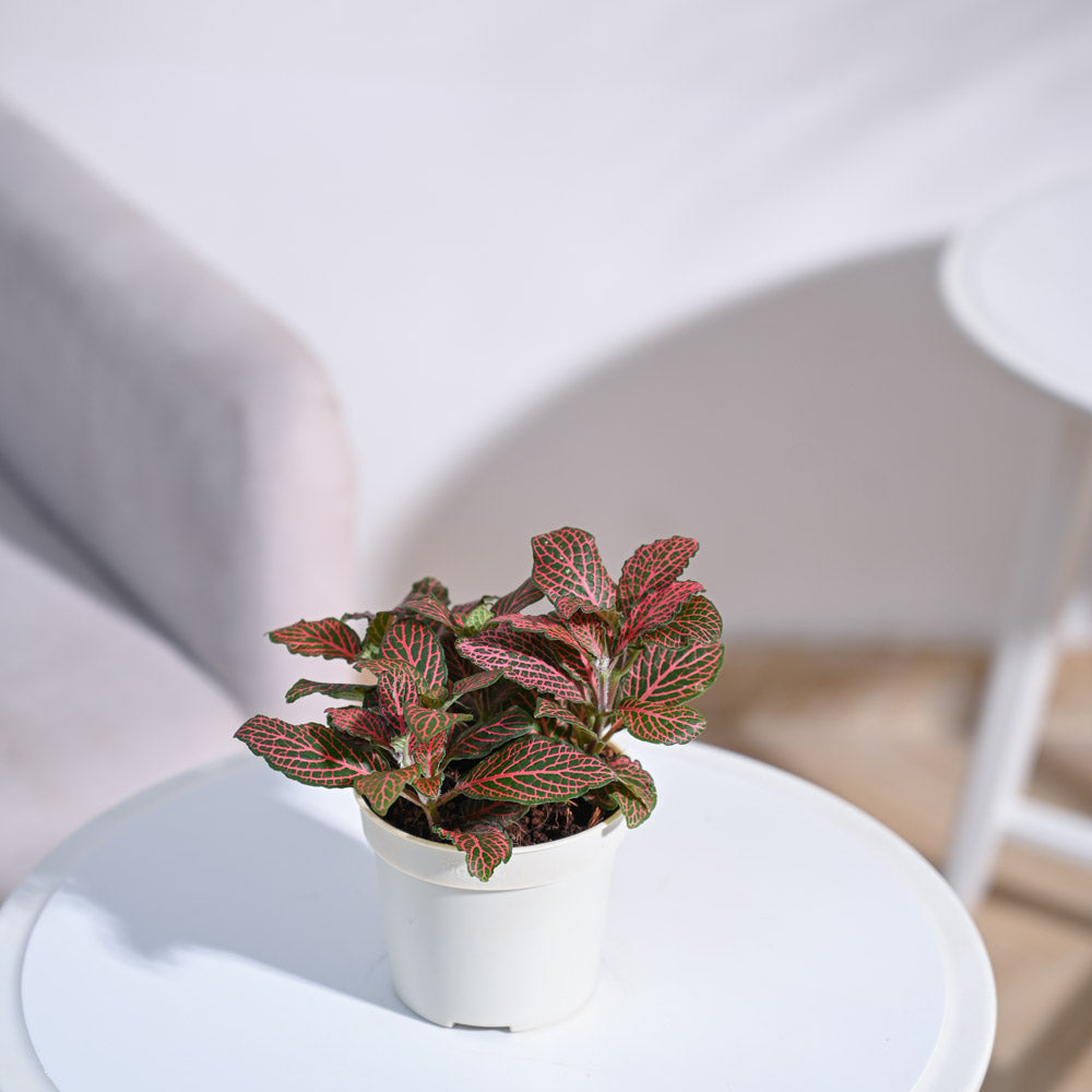 Fittonia_Pink_Plant_NUPL0299LGY_Grey