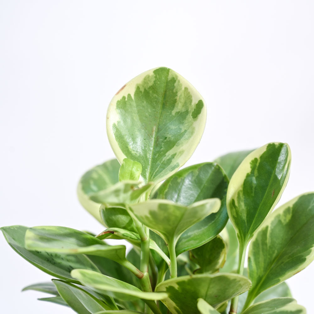 Peperomia_Variegated_Plant_NUPL0057KBN_Brown