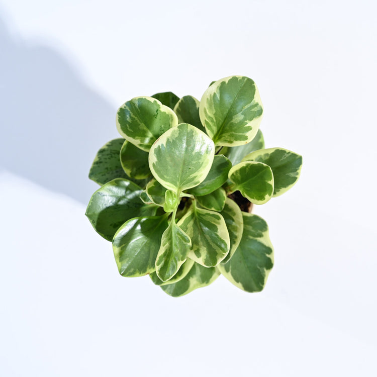Peperomia_Variegated_Plant_NUPL0057KRD_Red