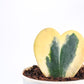 Heart_Hoya_Variegated_Plant _NUPL0440SWT_White