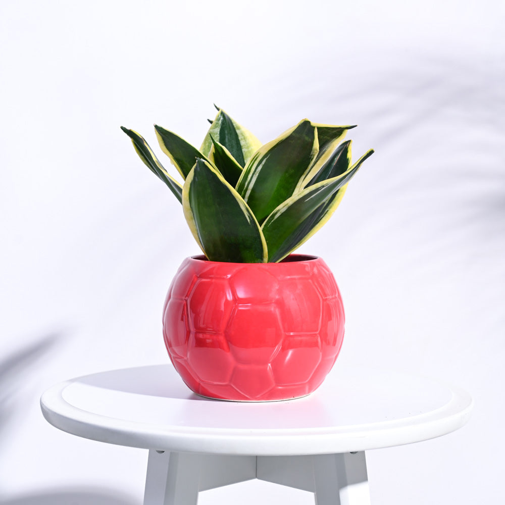 football plant pot Football Ceramic Pot (5.3 Inch Diameter)