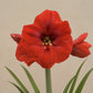 Amaryllis (Amar lily) flower bulb - Red