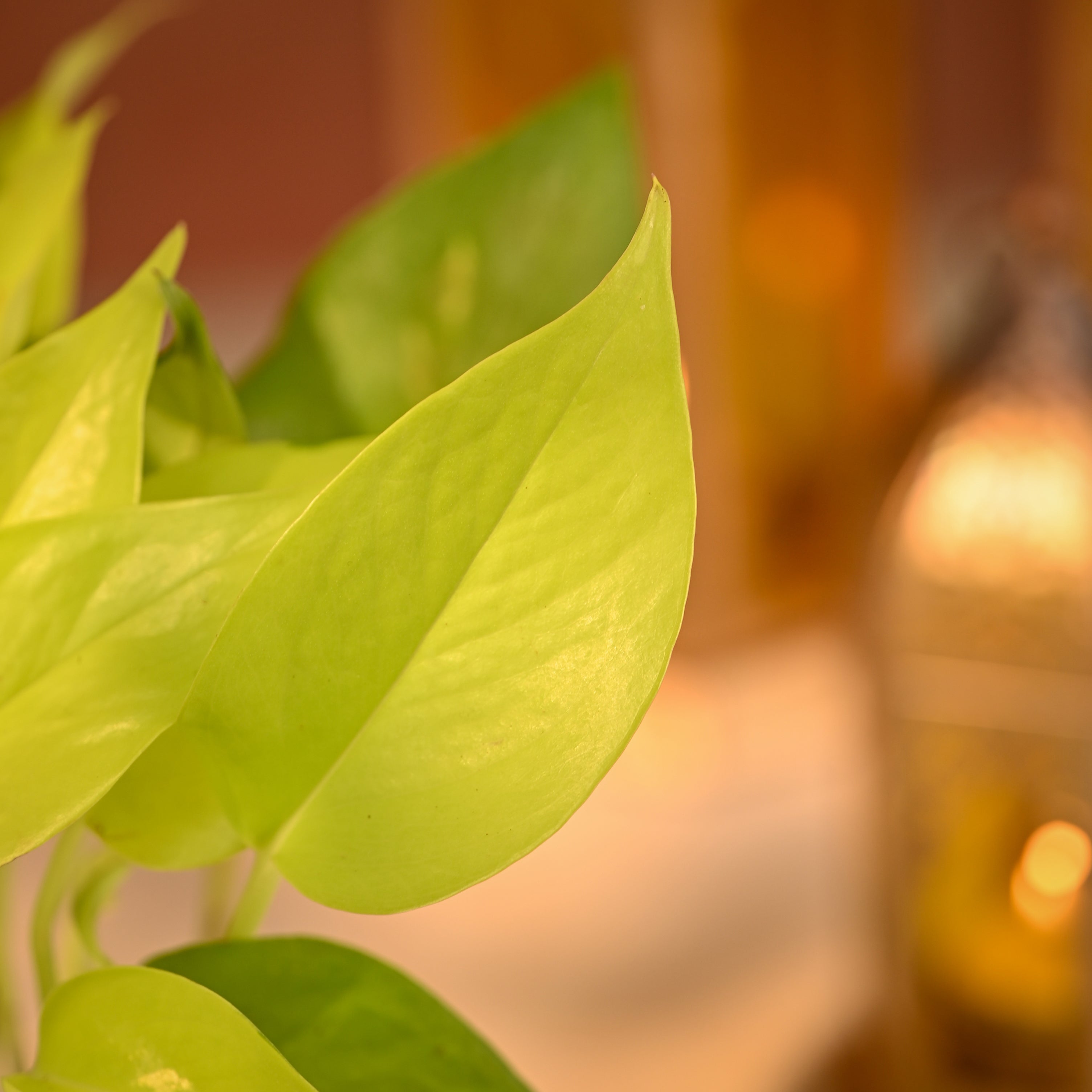 Golden Money Plant Perfect Diwali Gift