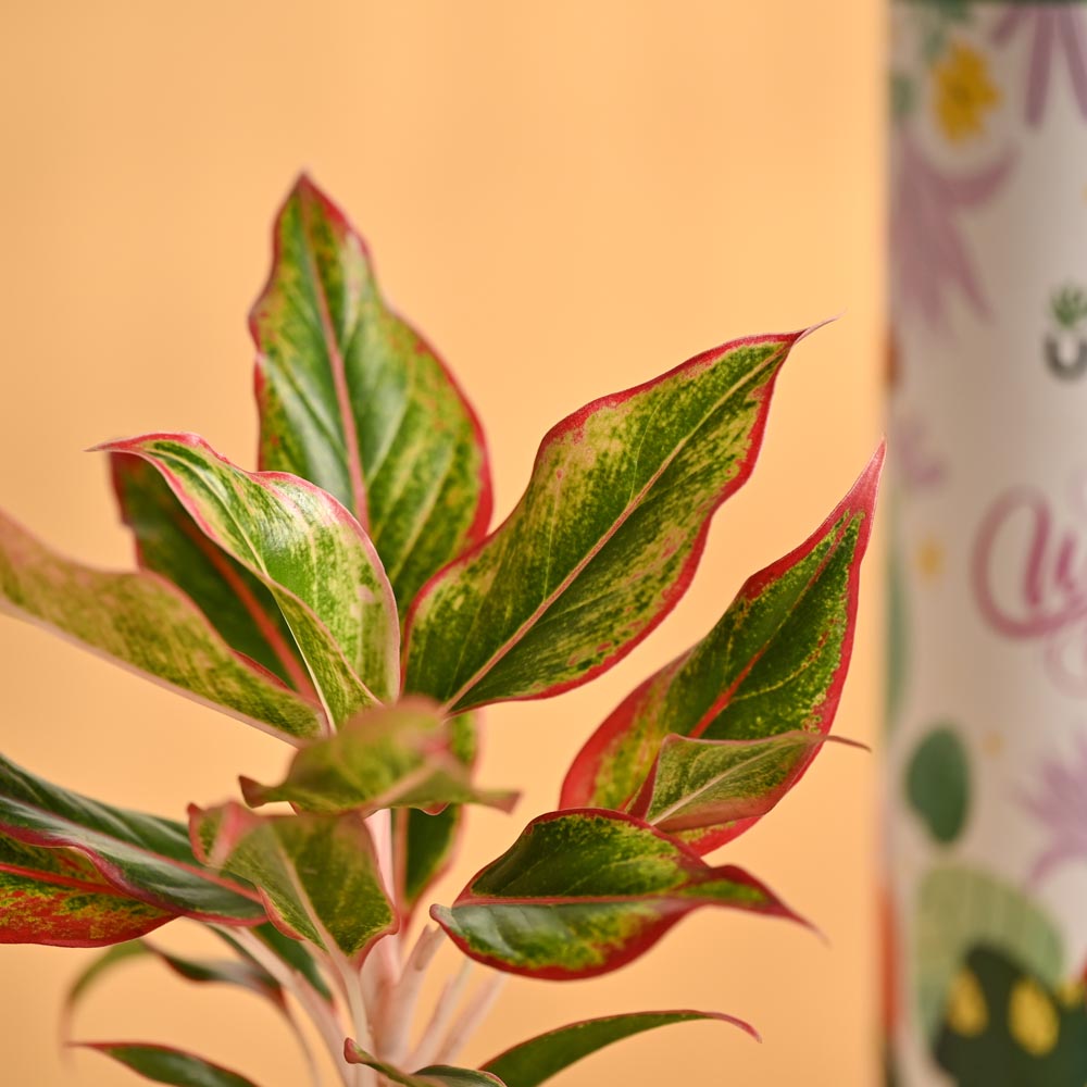 Bold & Bloom – Women’s Day Celebration Hamper