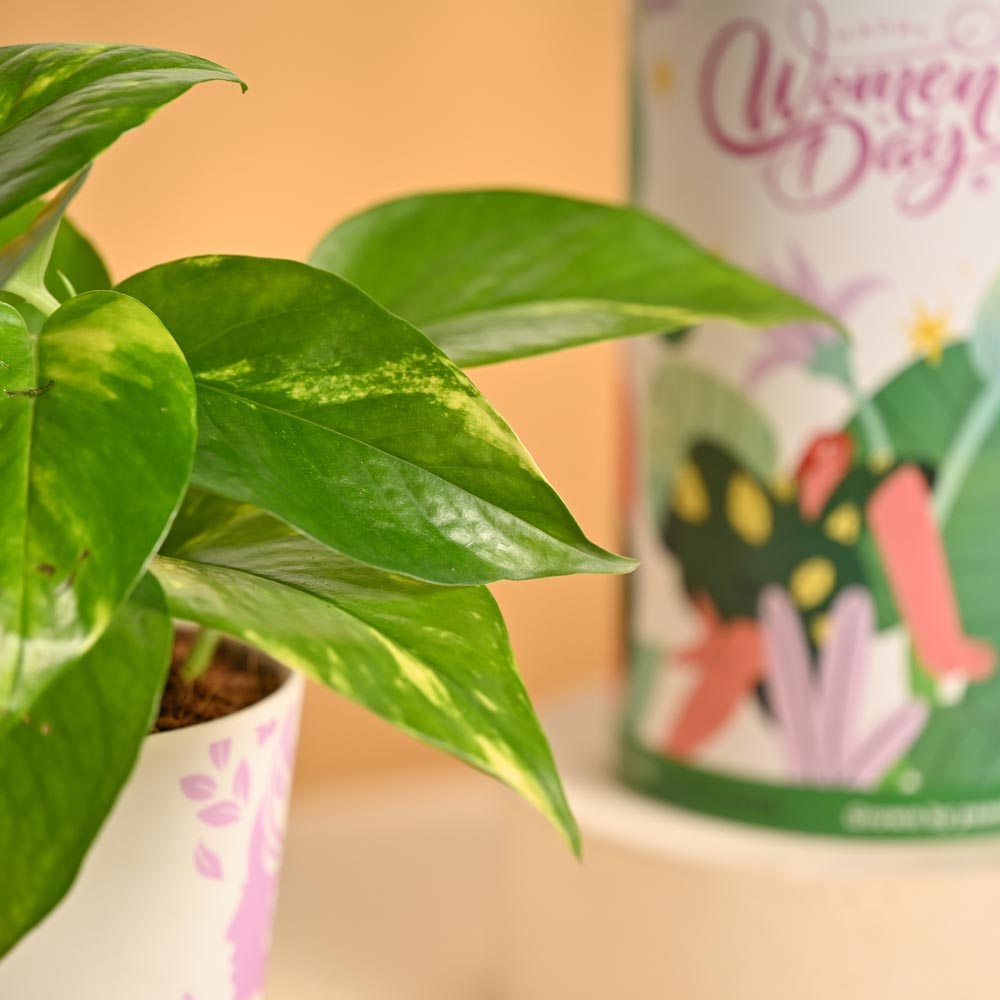 Prosper & Shine – Women’s Day Gifting Hamper