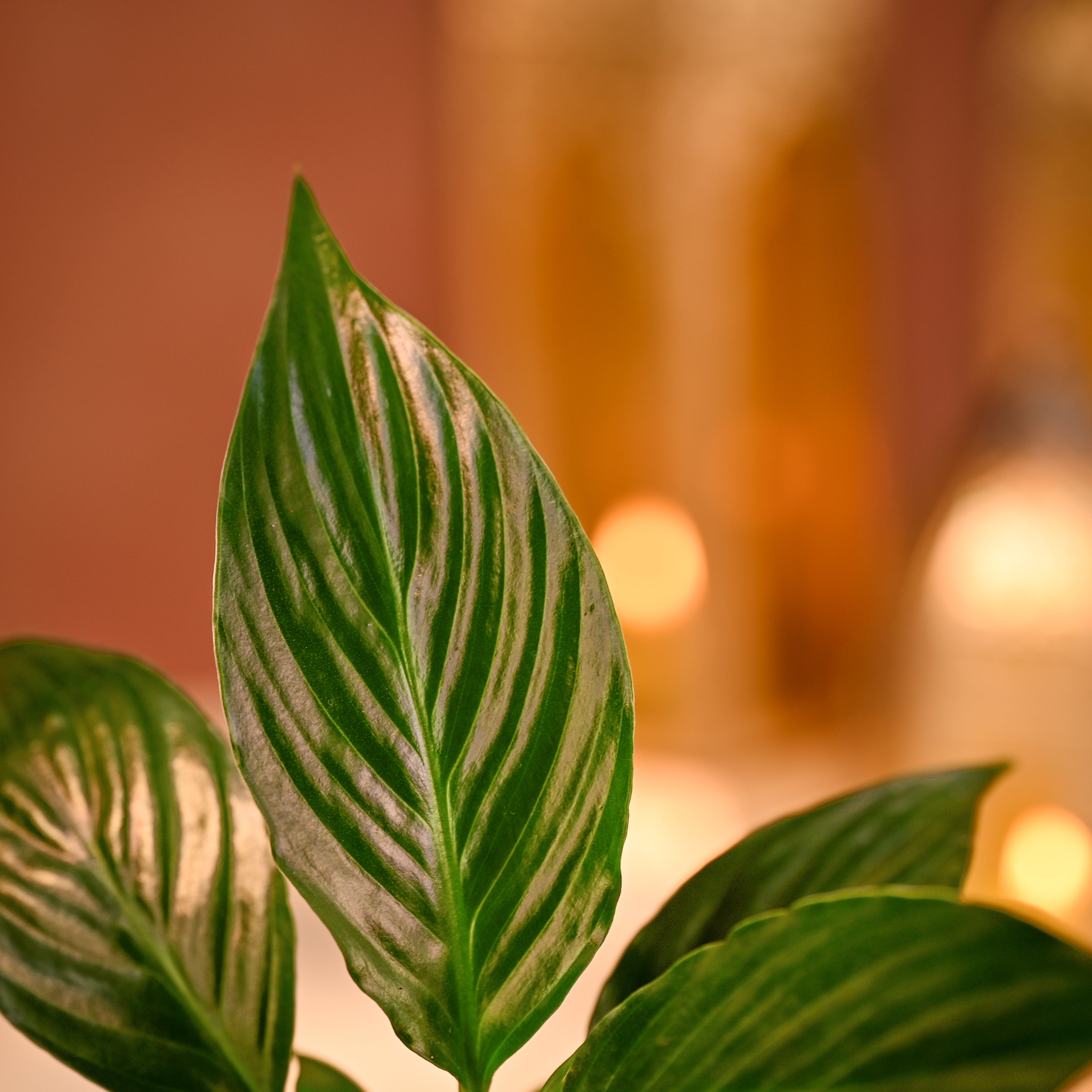 Peace Lily Eco-Friendly Diwali Gift