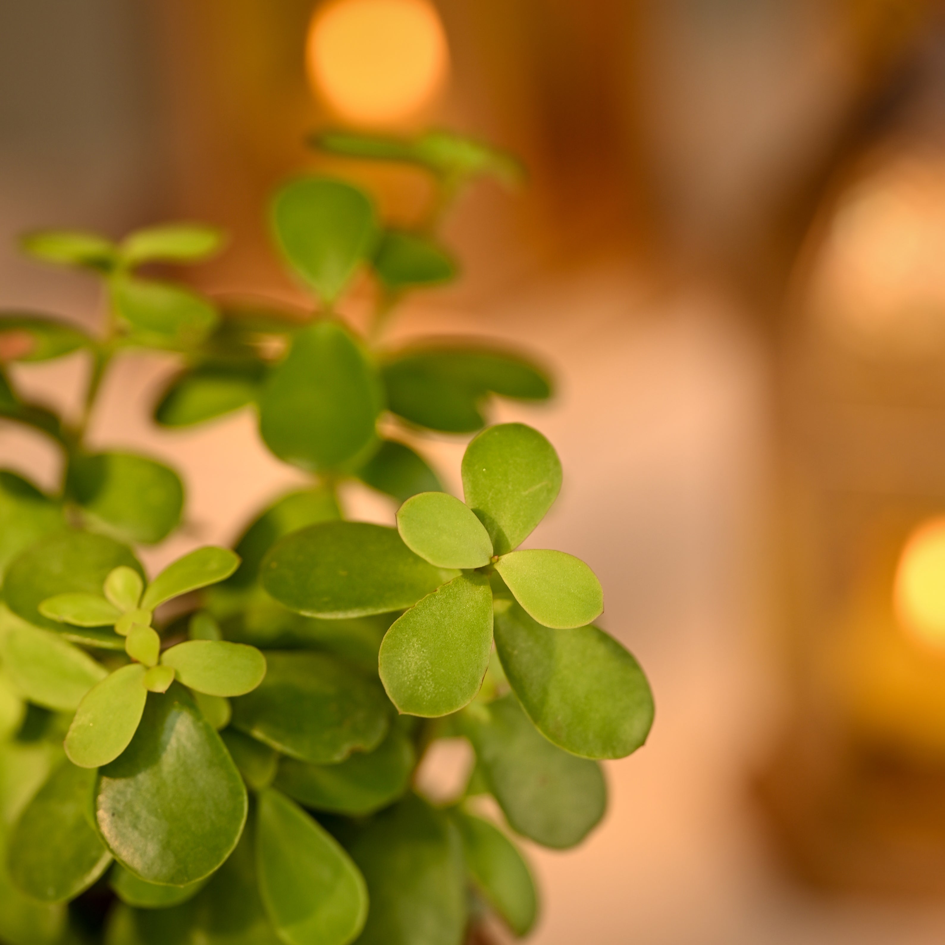 Jade Mini Prosperity Diwali Gift plant