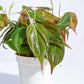 Mini Rainforest Indoor Plant Bundle