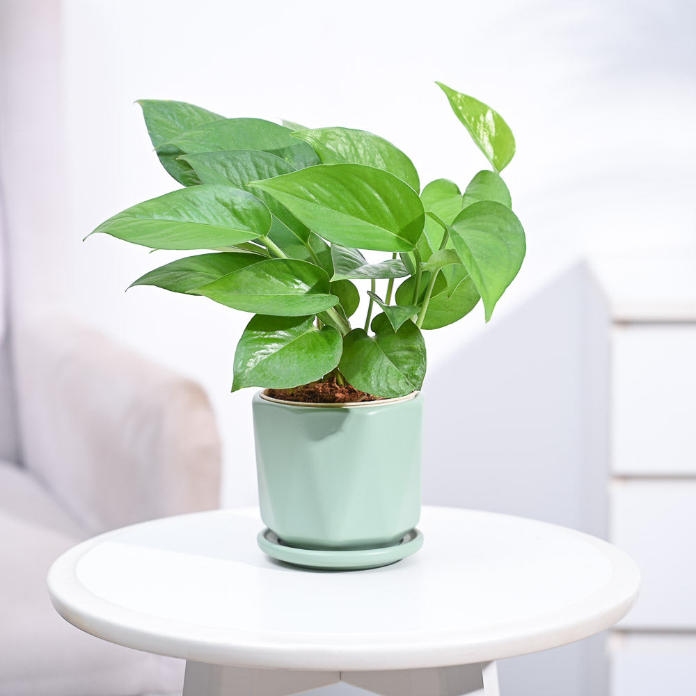 money plant green_NUPL0017DMT