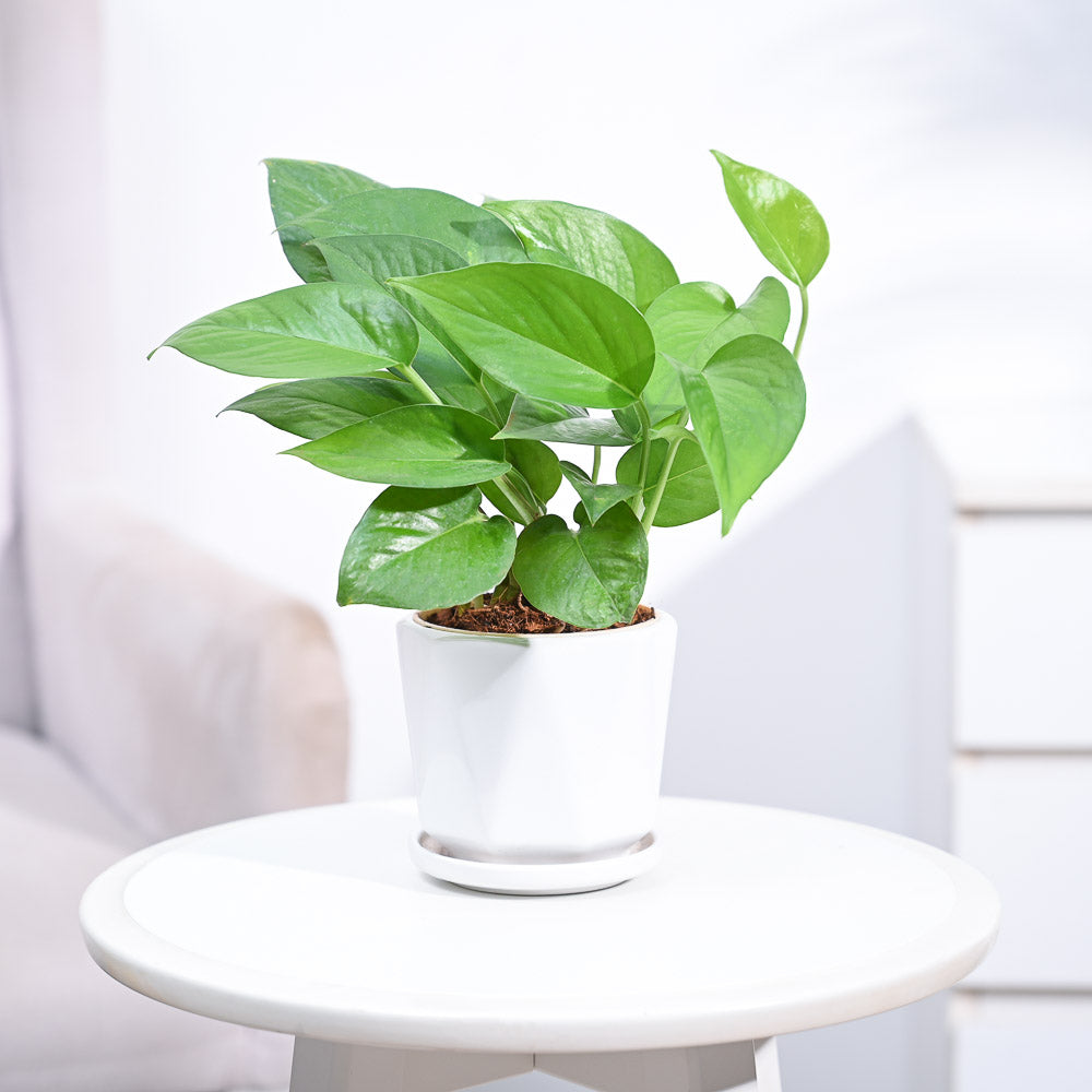 money plant green_NUPL0017DWT