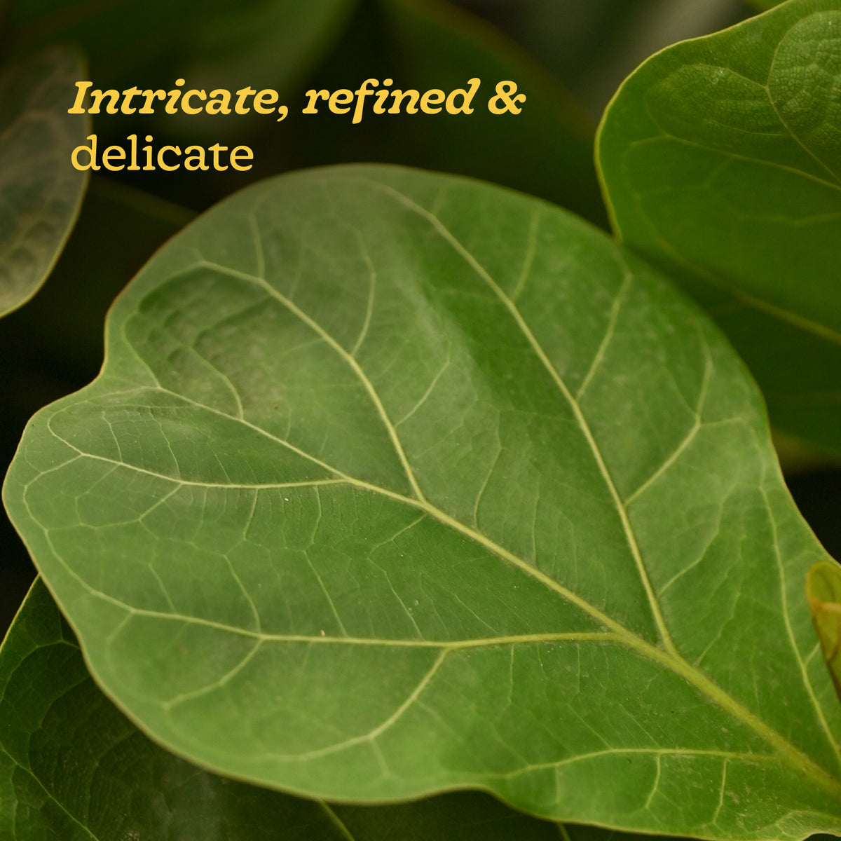 Ficus Lyrata Bambino -XL