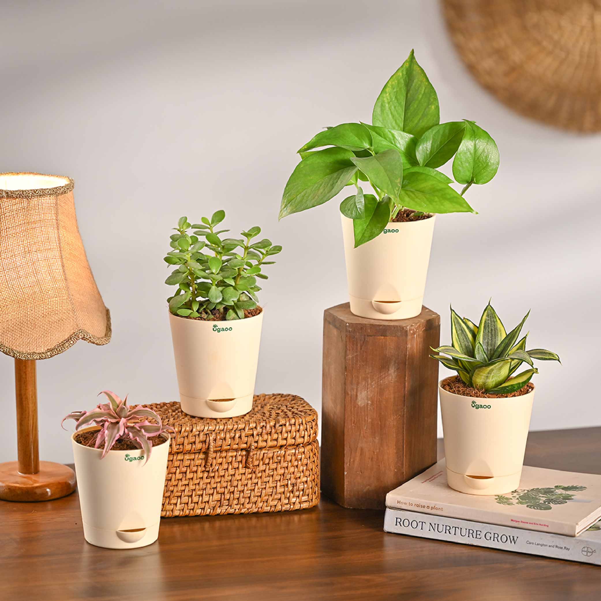 Living Room Decor Plants Bundle