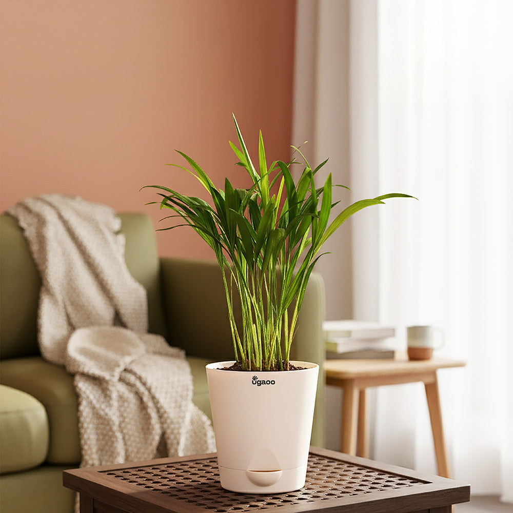 Areca Palm Plant with Self Watering Pot
