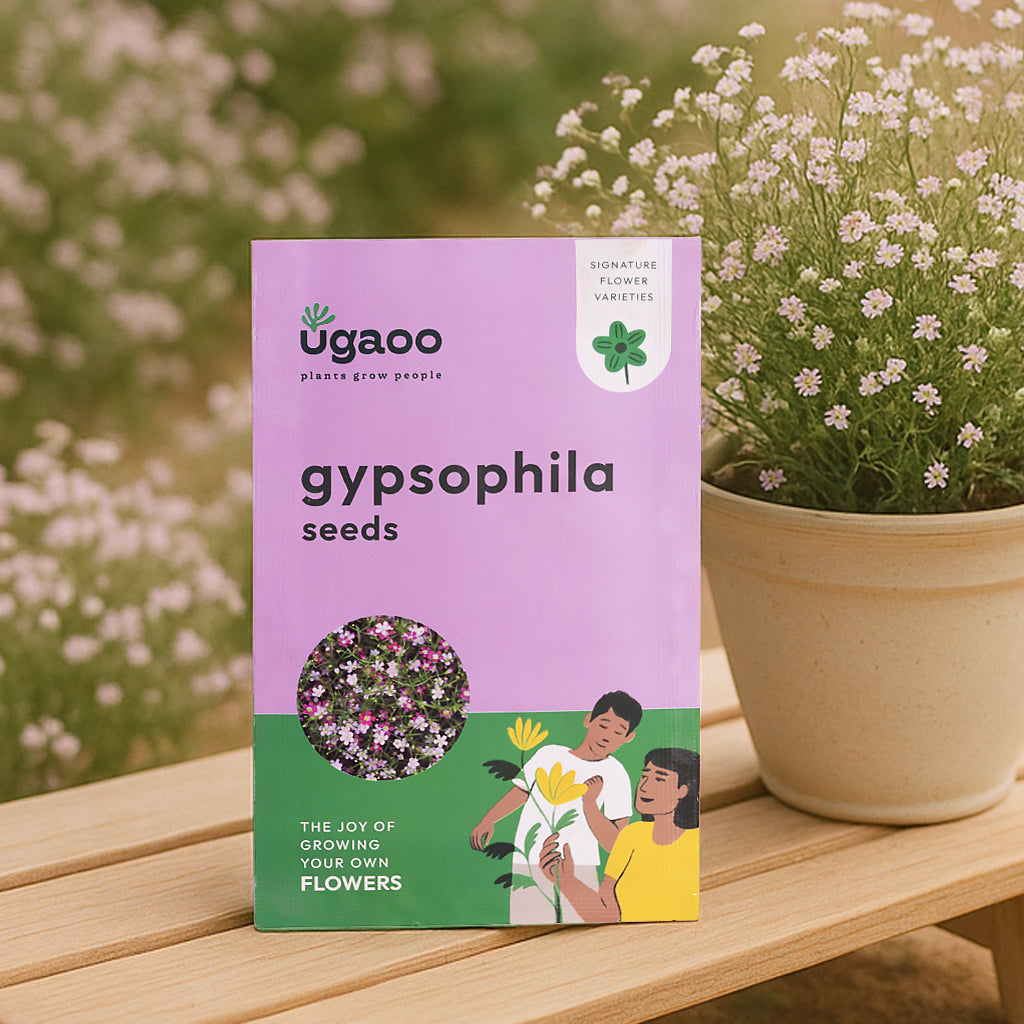 gypsy plant seeds Gypsophila Seeds – Ugaoo