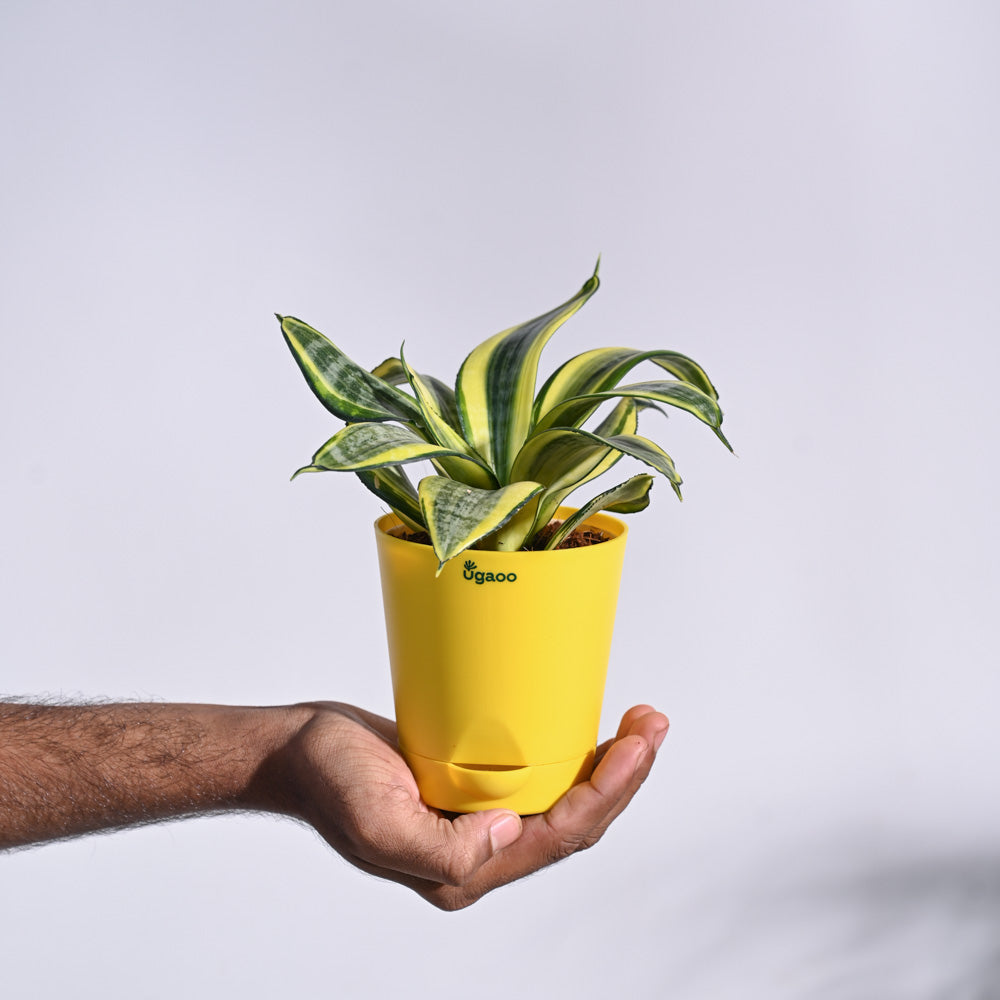 NUPL0333KYL