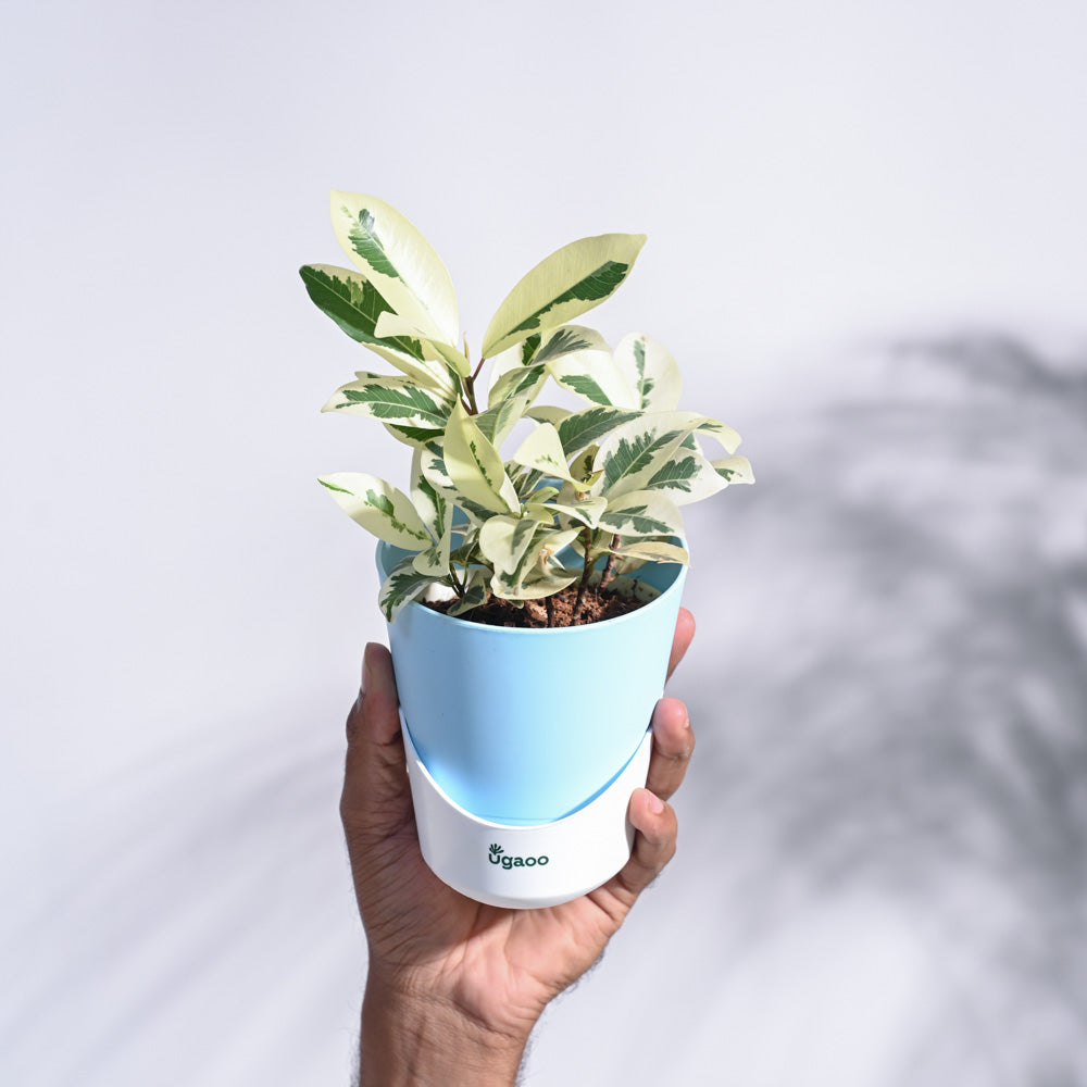 NUPL0013KIY