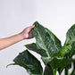 Dieffenbachia Plant XL