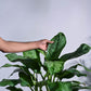 Aglaonema Dove Plant - XL