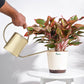 Gilt Watering Can- Gold