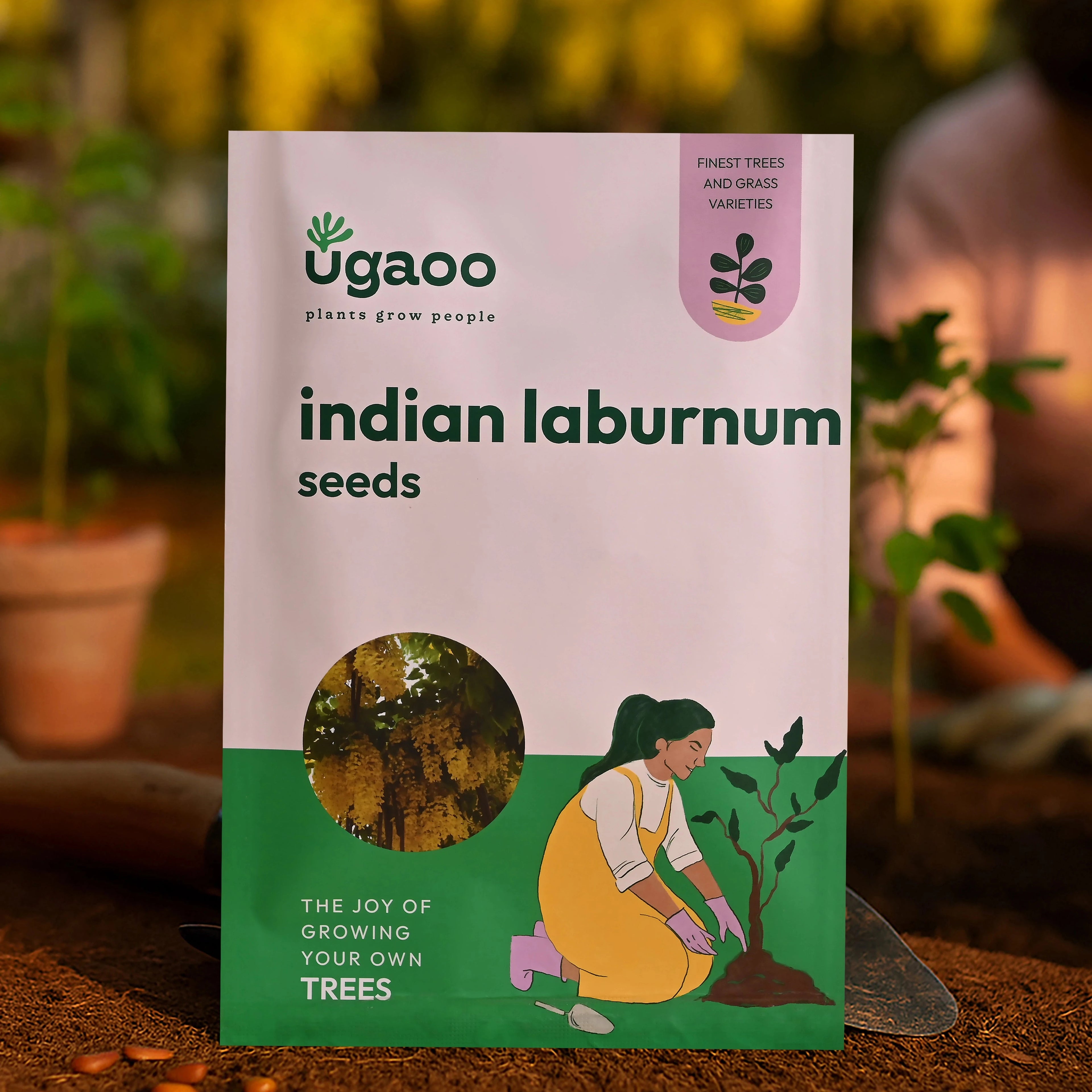 Indian Laburnum Seeds (Cassia Fistula) - 100 g