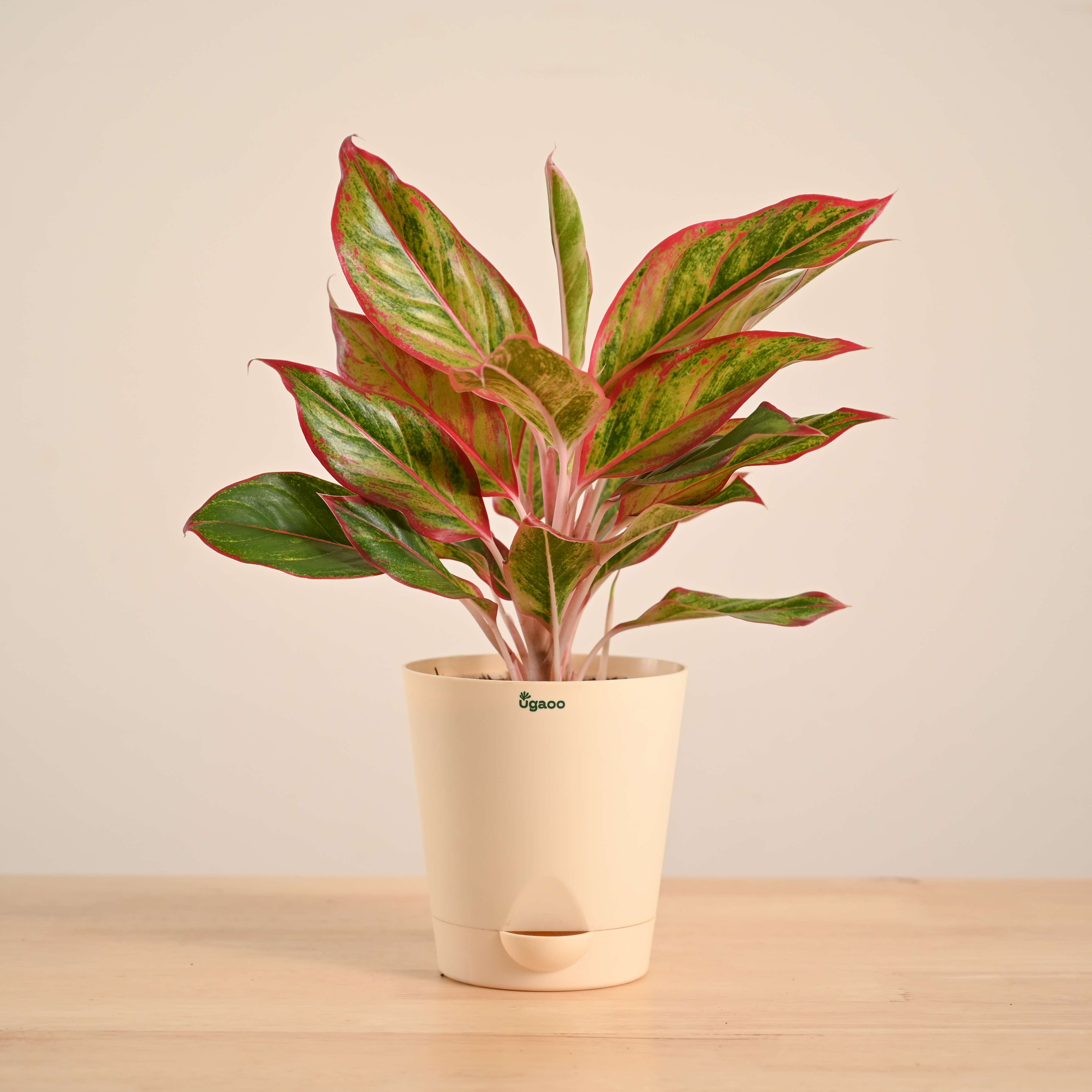 aglaonema big roy price Buy Aglaonema Red Plant