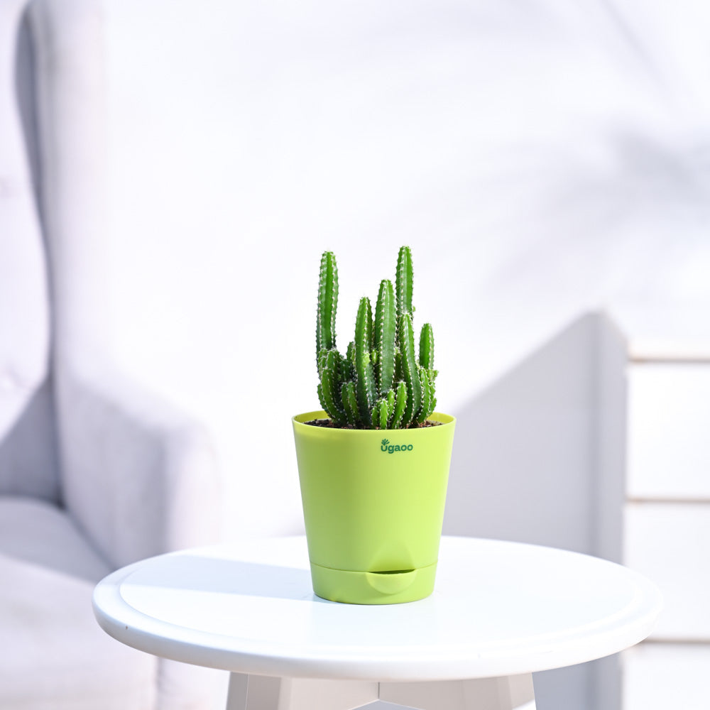 Cactus_Plant__Elongated_NUPL0186KLG_Light_Green