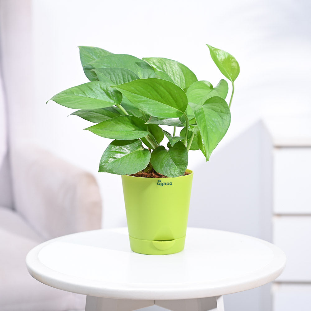 money plant online_NUPL0017KLG
