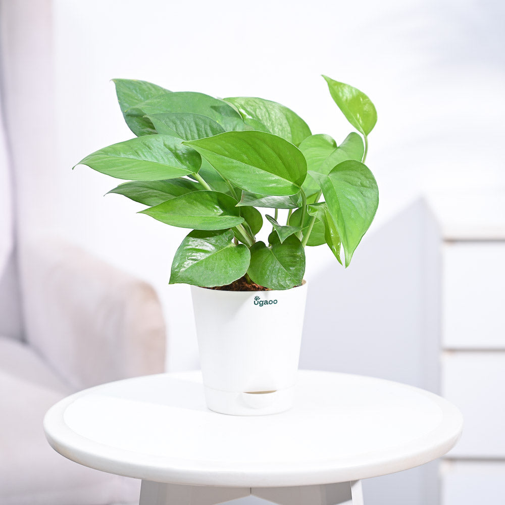 money plant online_NUPL0017KWT