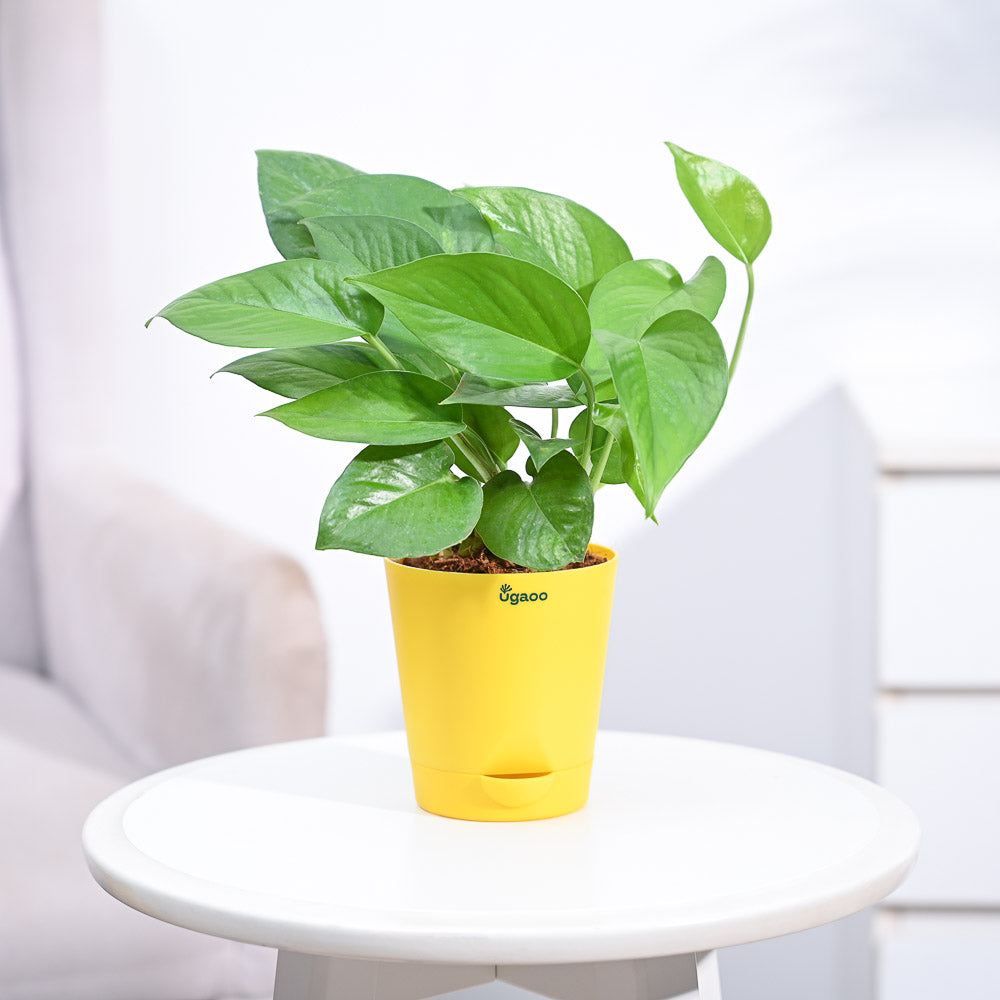 money plant online_NUPL0017KYL