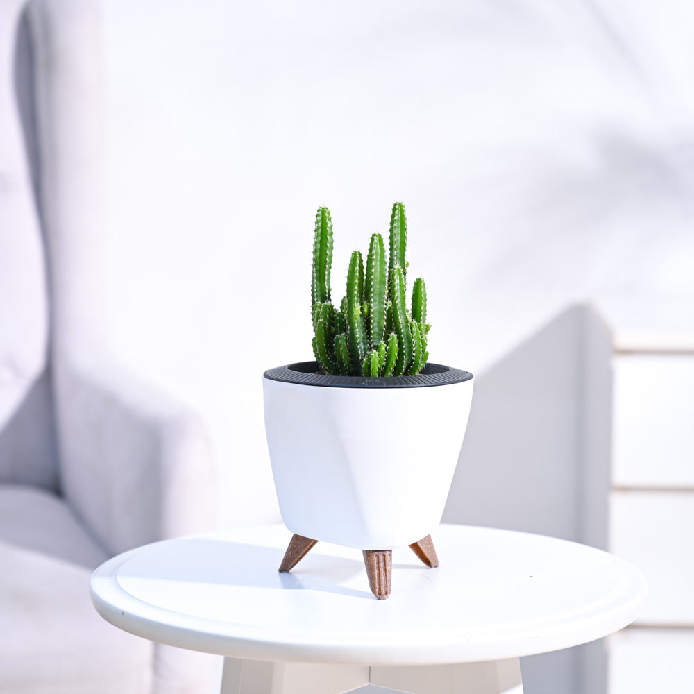 Cactus_Plant__Elongated_NUPL0186LWT_White