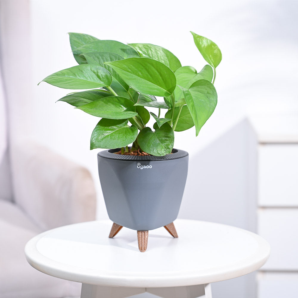 money plants for home_NUPL0017LGY