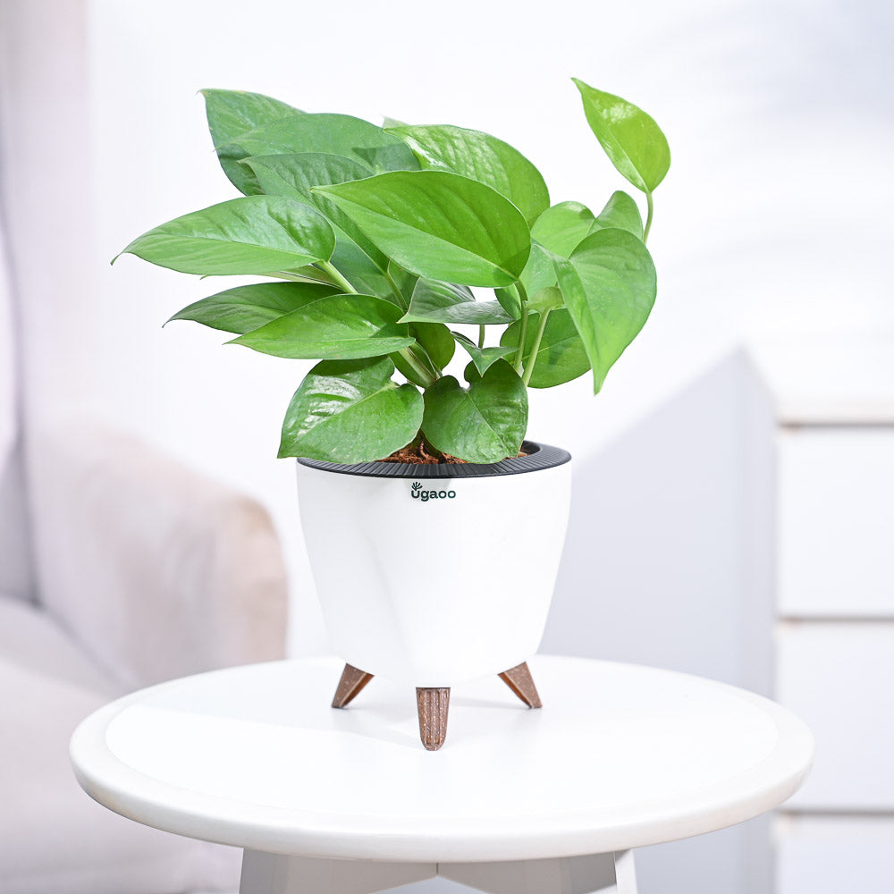 money plants for home_NUPL0017LWT