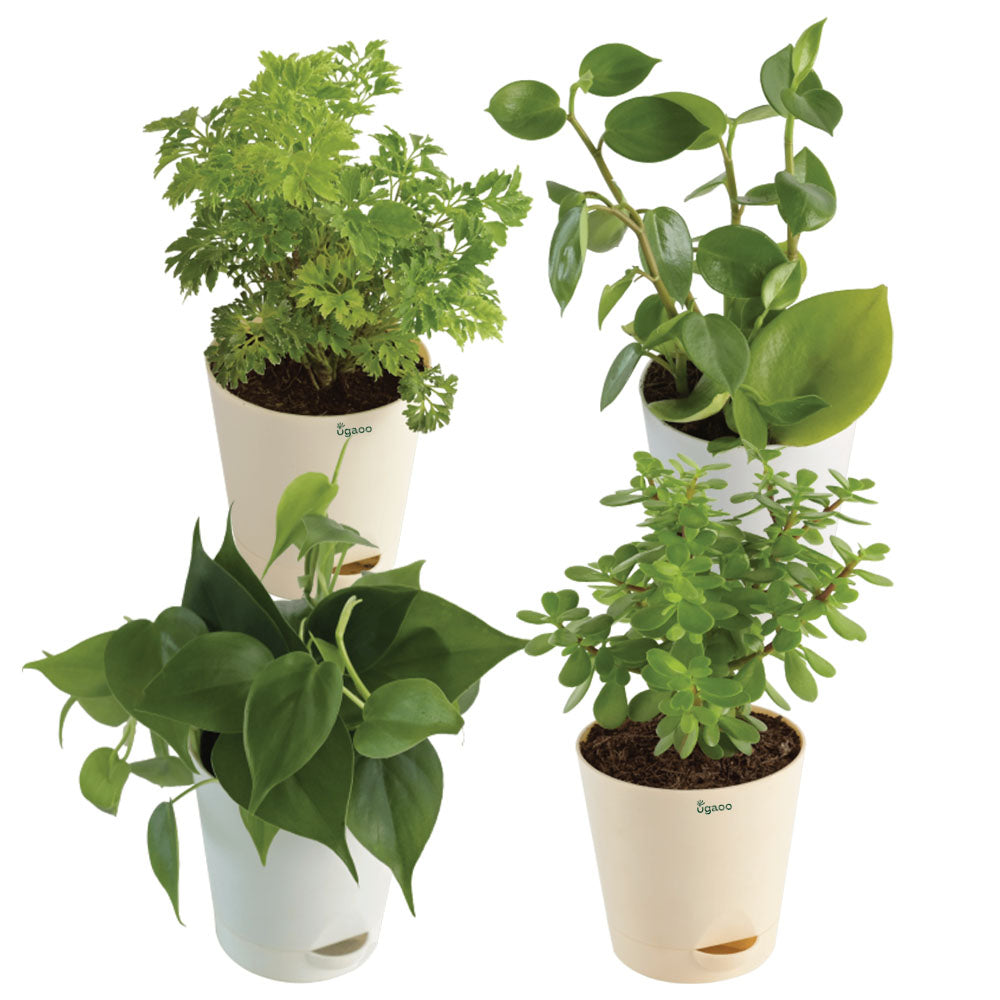 indoor plants ugaoo Low-maintenance Plant bundle – Ugaoo