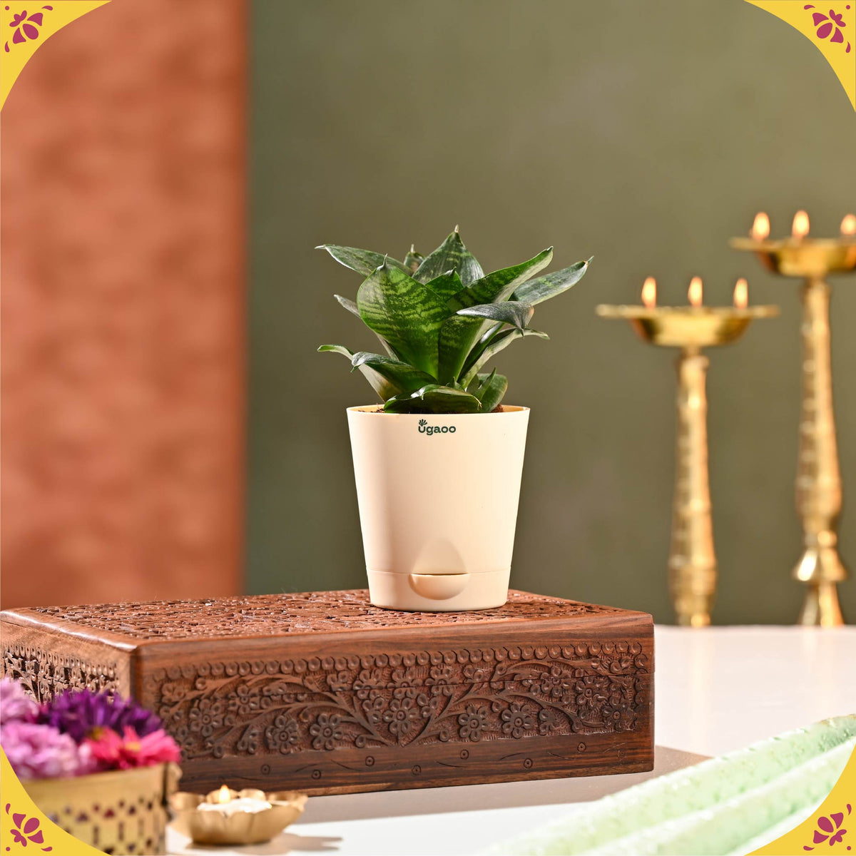 Aabha Diwali Hamper