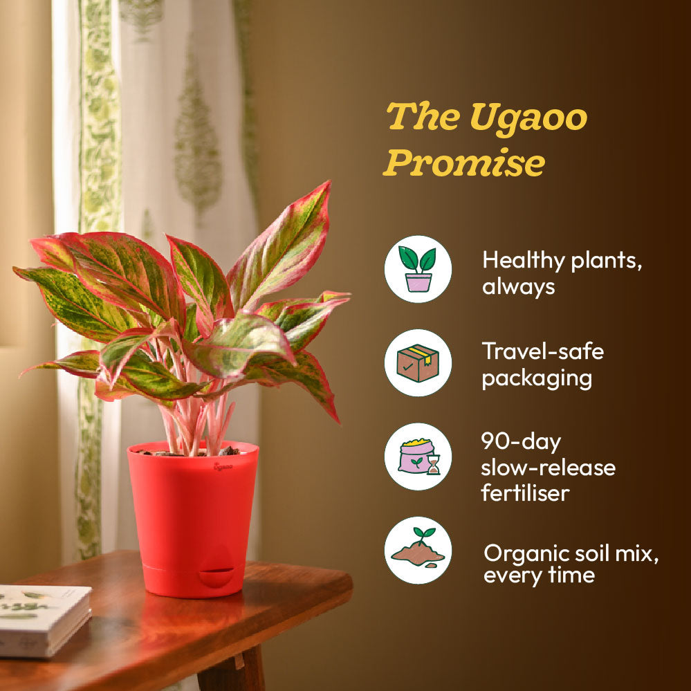 NUPL0464,NUPL0464KIY,NUPL0464KRD,NUPL0464KWT,NUPL0464YRW,NUPL0464YRM,NUPL0464YRT,NUPL0464GWT,NUPL0464GPC,NUPL0464PWG,NUPL0464PGM,NUPL0464AWG,NUPL0464AGG,NUPL0464AGM,NUPL0464RWT,NUPL0464RGY,NUPL0464FWT,NUPL0464FDR,NUPL0464DWT,NUPL0464PGC