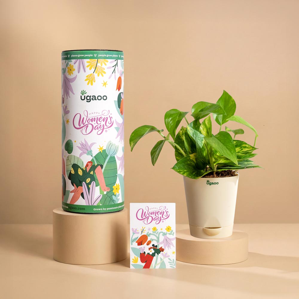 money plant gift karna chahiye Women's Day Corporate Plant Gift | Money Plant in Premium Pot