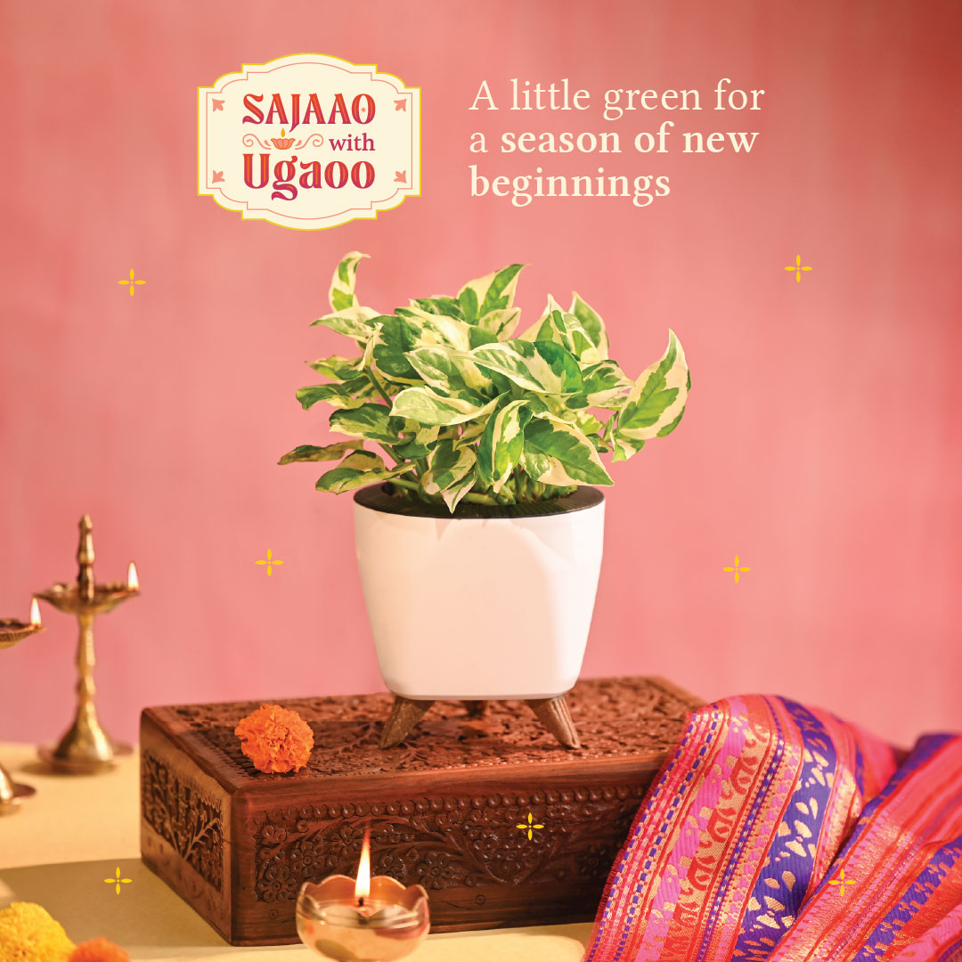 Money Plant N&