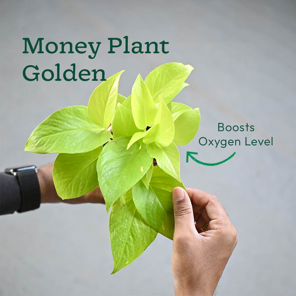 Combo of 4 Plant Set for Office Desk