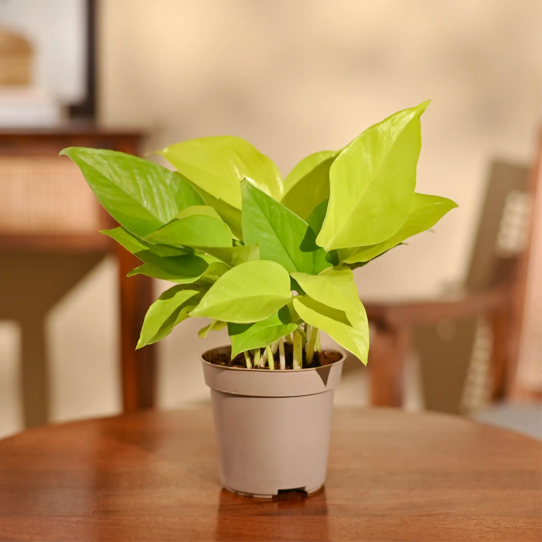 Money Plant Golden