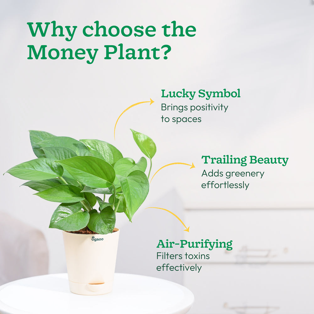 money plant online_NUPL0017KLG