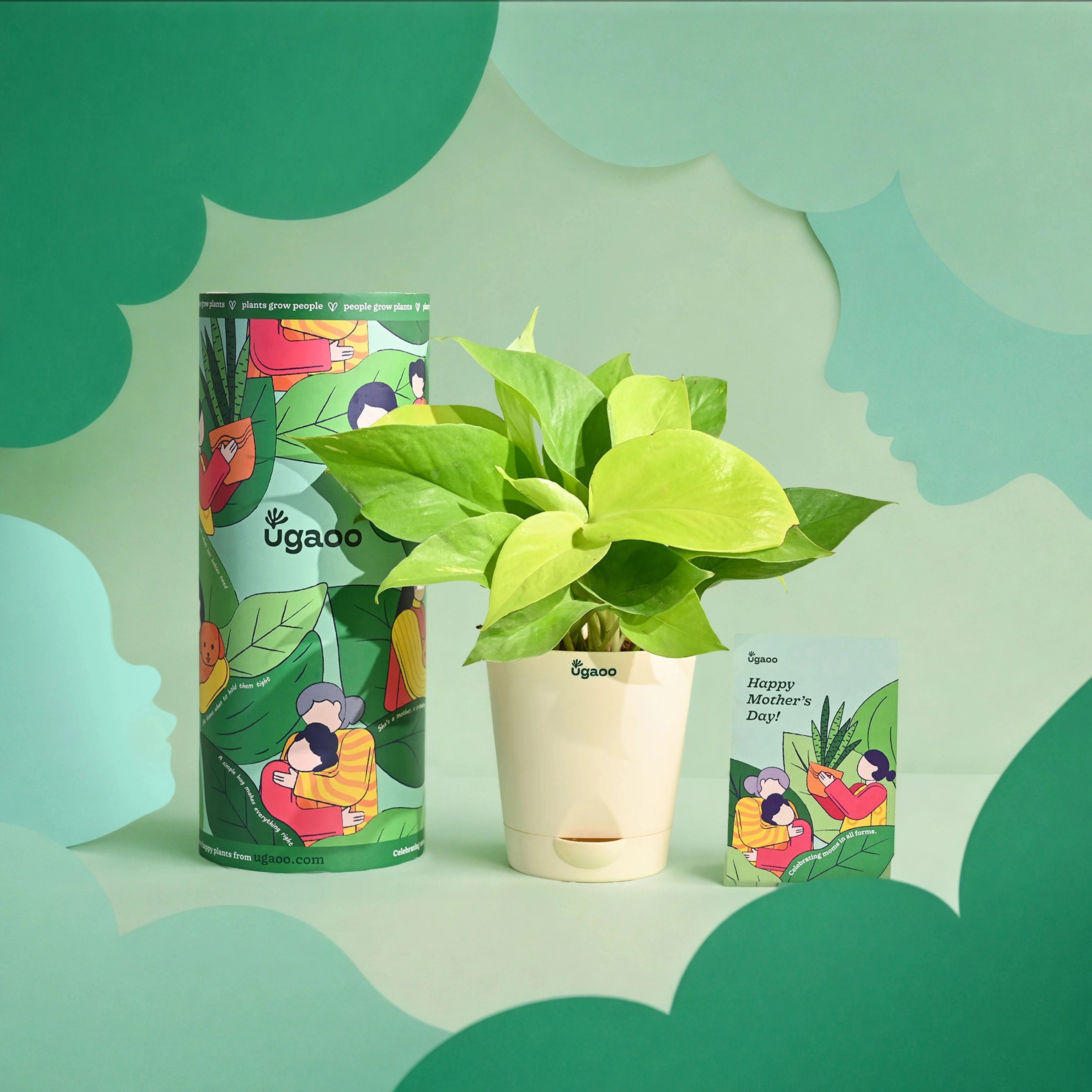 Golden Money Plant - Mother&