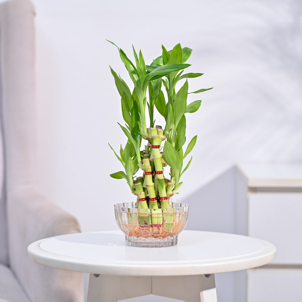 lucky bamboo in living room Lucky Bamboo Plant- Pyramid